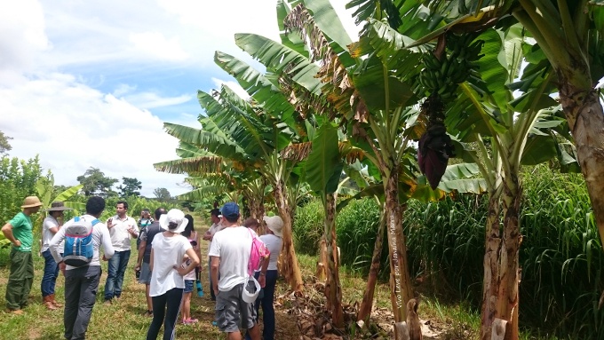 comunidade sustenta agricultura