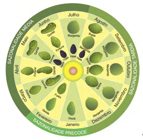sazonalidade do abacate