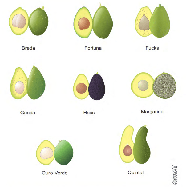 tipos de abacate