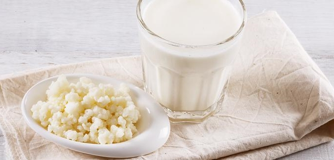 kefir de leite entrevista vivo leve